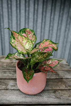 Aglaonema Anymaynee Tricolor