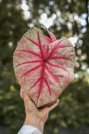 caladium white queen