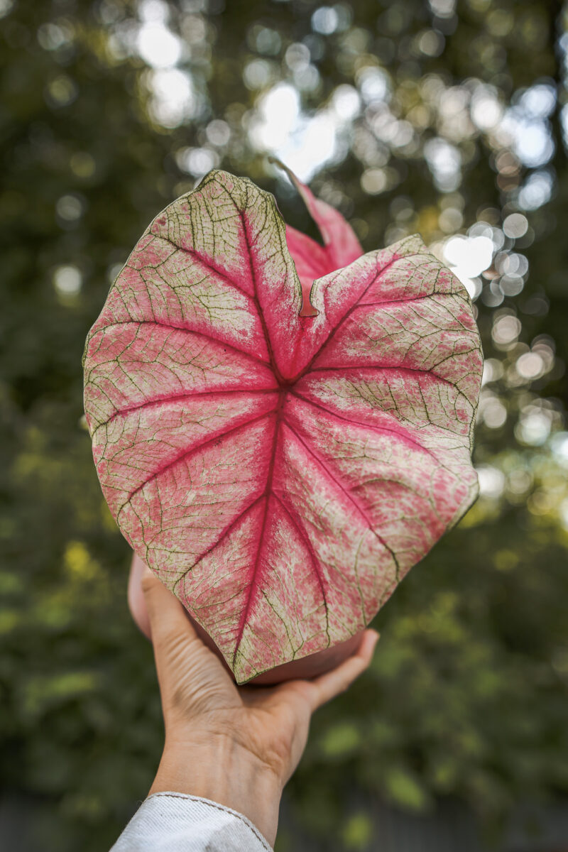 caladium white queen