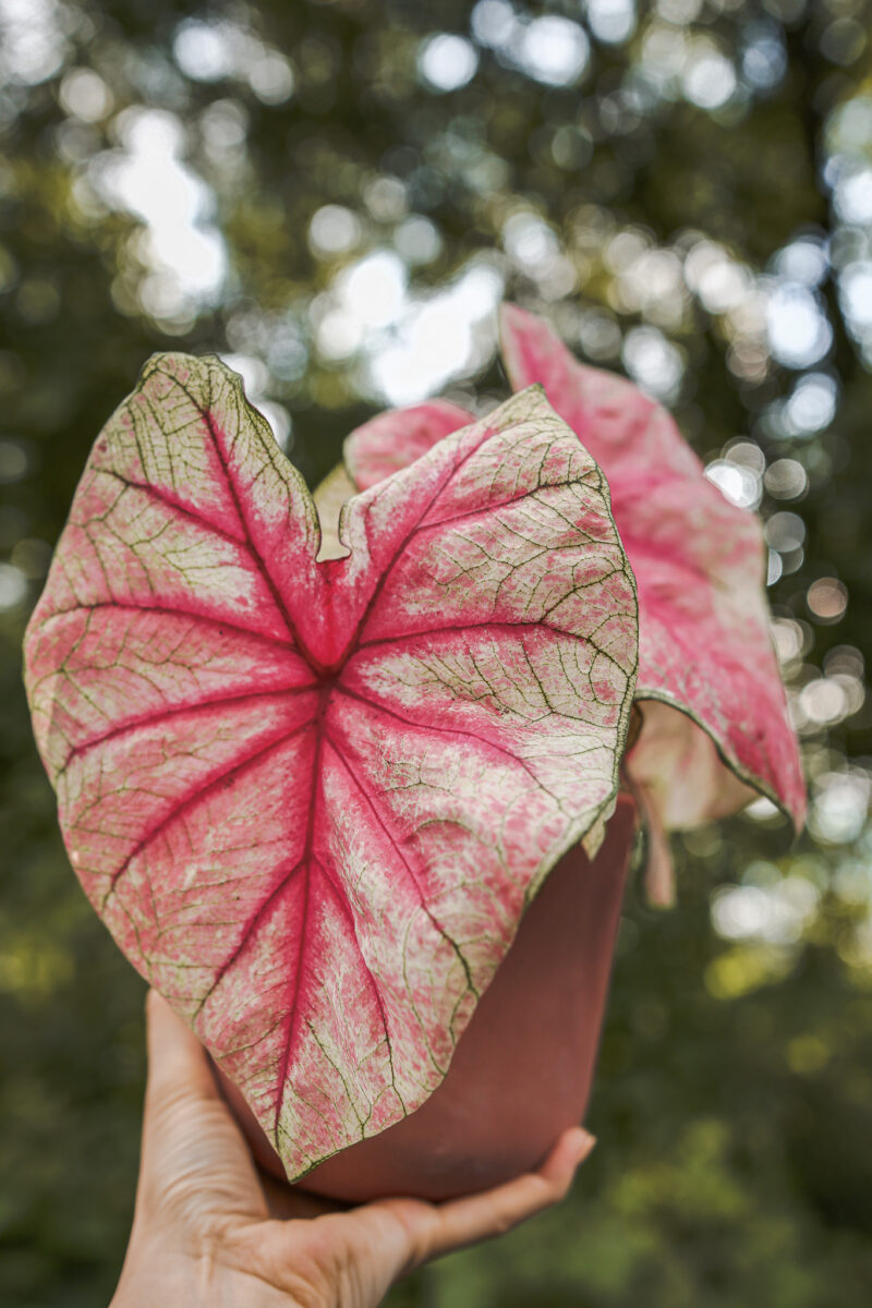 caladium white queen