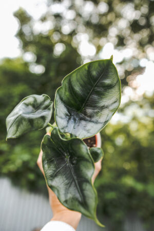 Alocasia Reversa