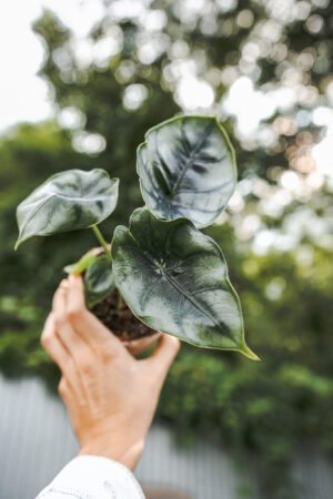 Alocasia Reversa