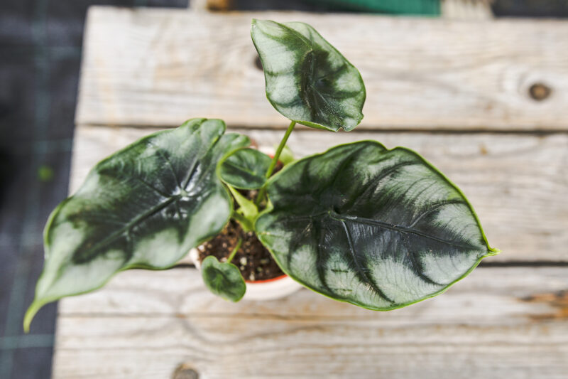 Alocasia Reversa