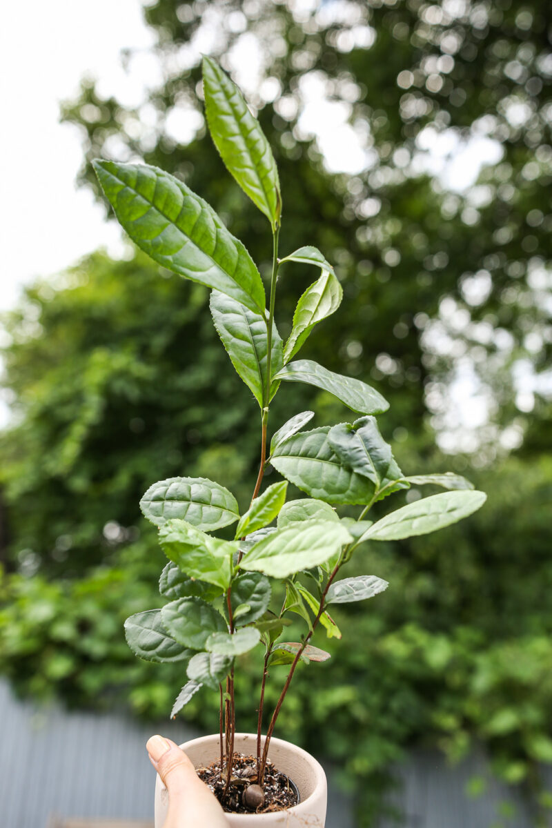 Camellia – herbata