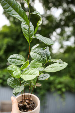 Camellia – herbata