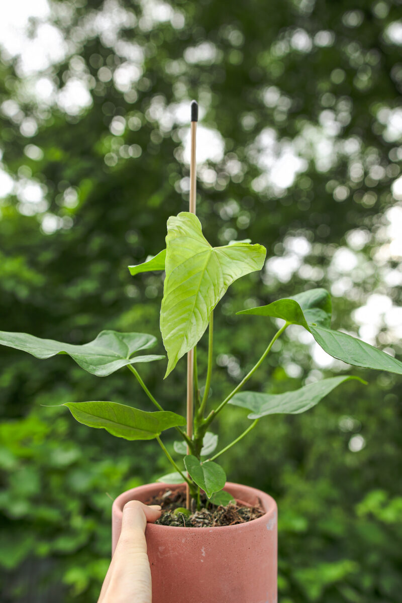 Anthurium Baloanum