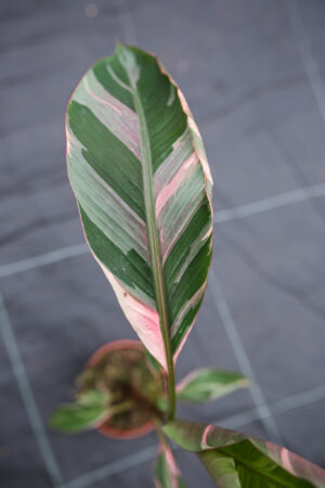 Bananowiec Musa Nono