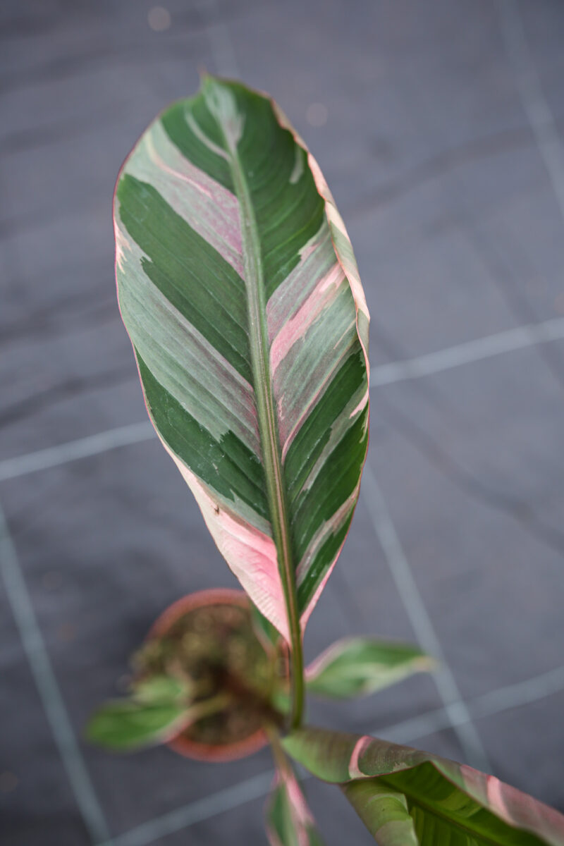 Bananowiec Musa Nono