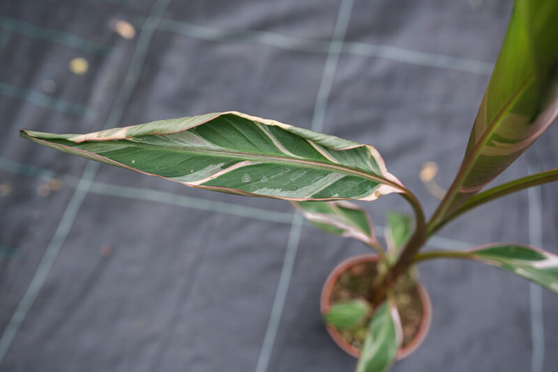 Bananowiec Musa Nono