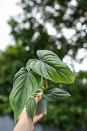 Philodendron Plowmanii