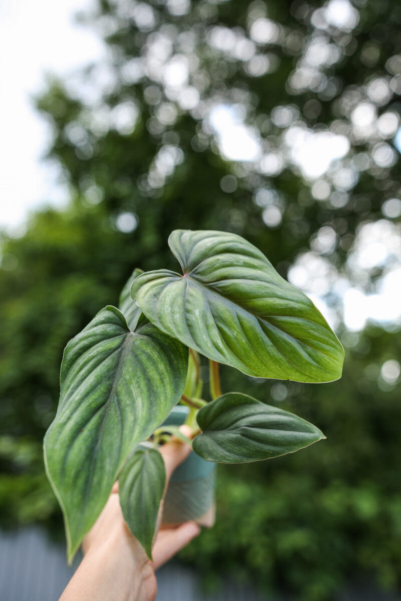 Philodendron Plowmanii Philodendron Plowmanii