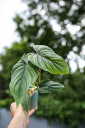 Philodendron Plowmanii