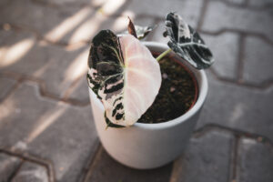 Alocasia Black Velvet Variegata Pink