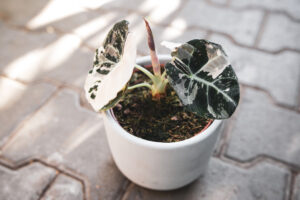Alocasia Black Velvet Variegata Pink