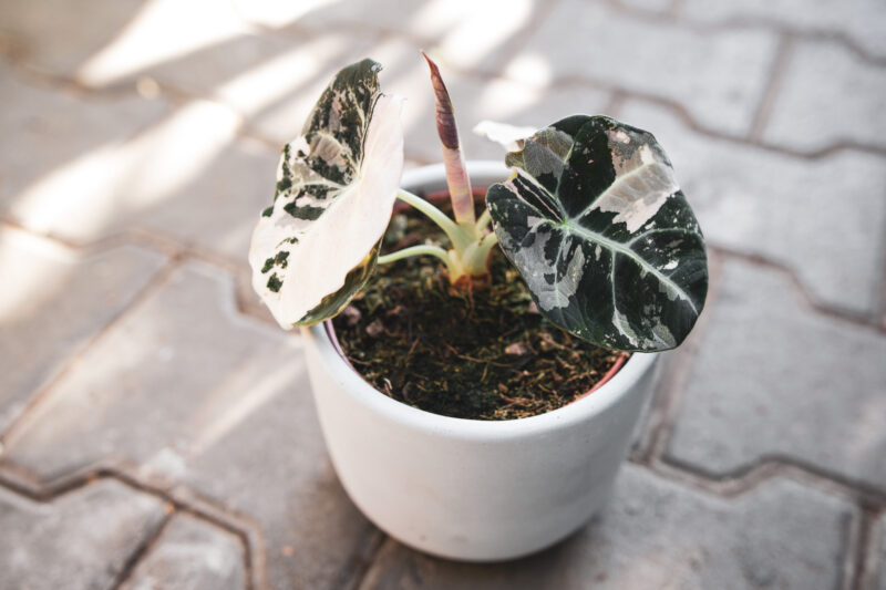 Alocasia Black Velvet Variegata Pink