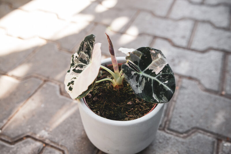 Alocasia Black Velvet Variegata Pink