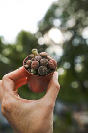 Lithops Żywe kamienie