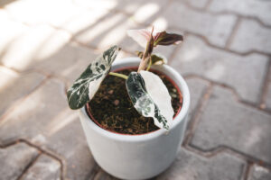Alocasia Black Velvet Variegata Pink