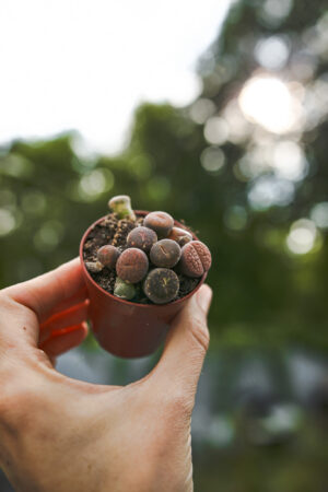 Lithops Żywe kamienie