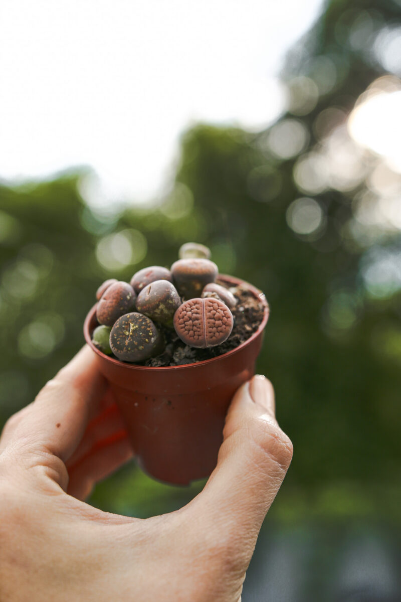 Lithops Żywe kamienie
