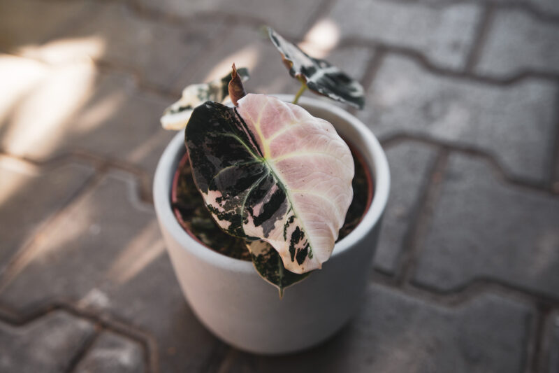 Alocasia Black Velvet Variegata Pink