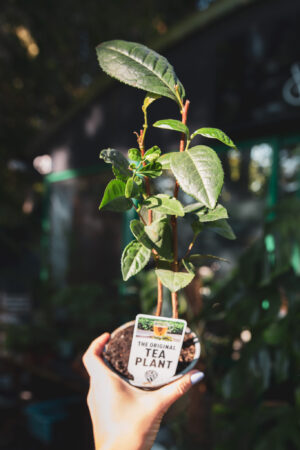 Camellia – herbata