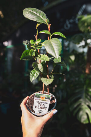 Camellia – herbata