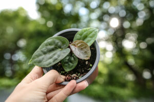 Anthurium Dressleri x Anthurium Luxurians