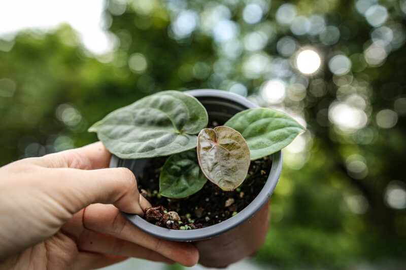 Anthurium Dressleri x Anthurium Luxurians