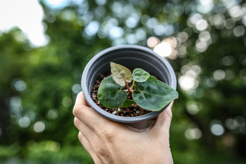Anthurium Besseae aff x Dressleri