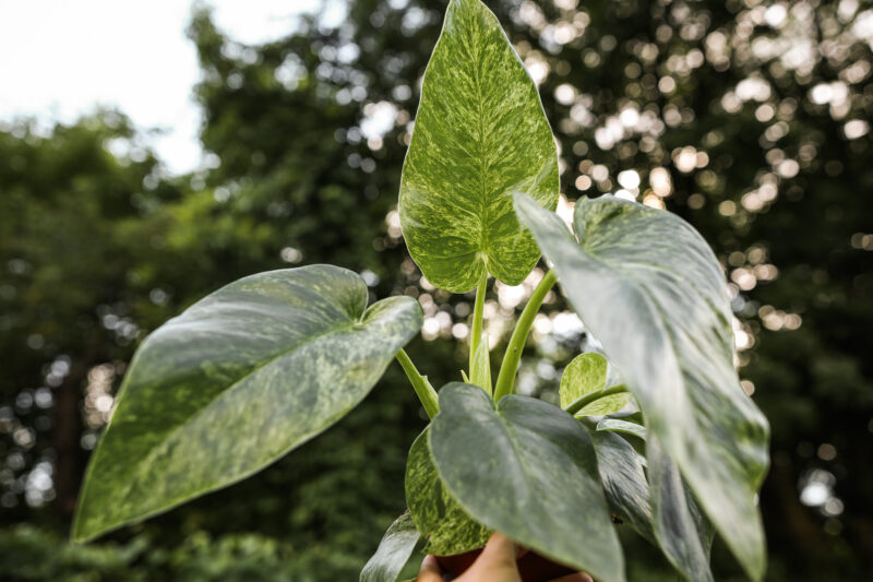 Philodendron Giganteum Variegata