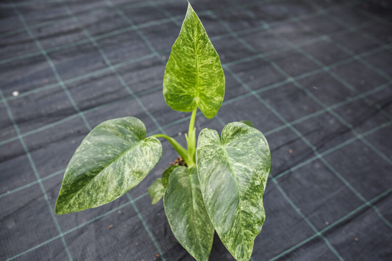 Philodendron Giganteum Variegata