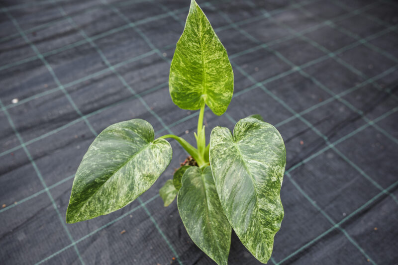 Philodendron Giganteum Variegata