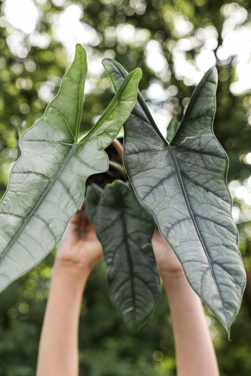 Alocasia Heterophylla