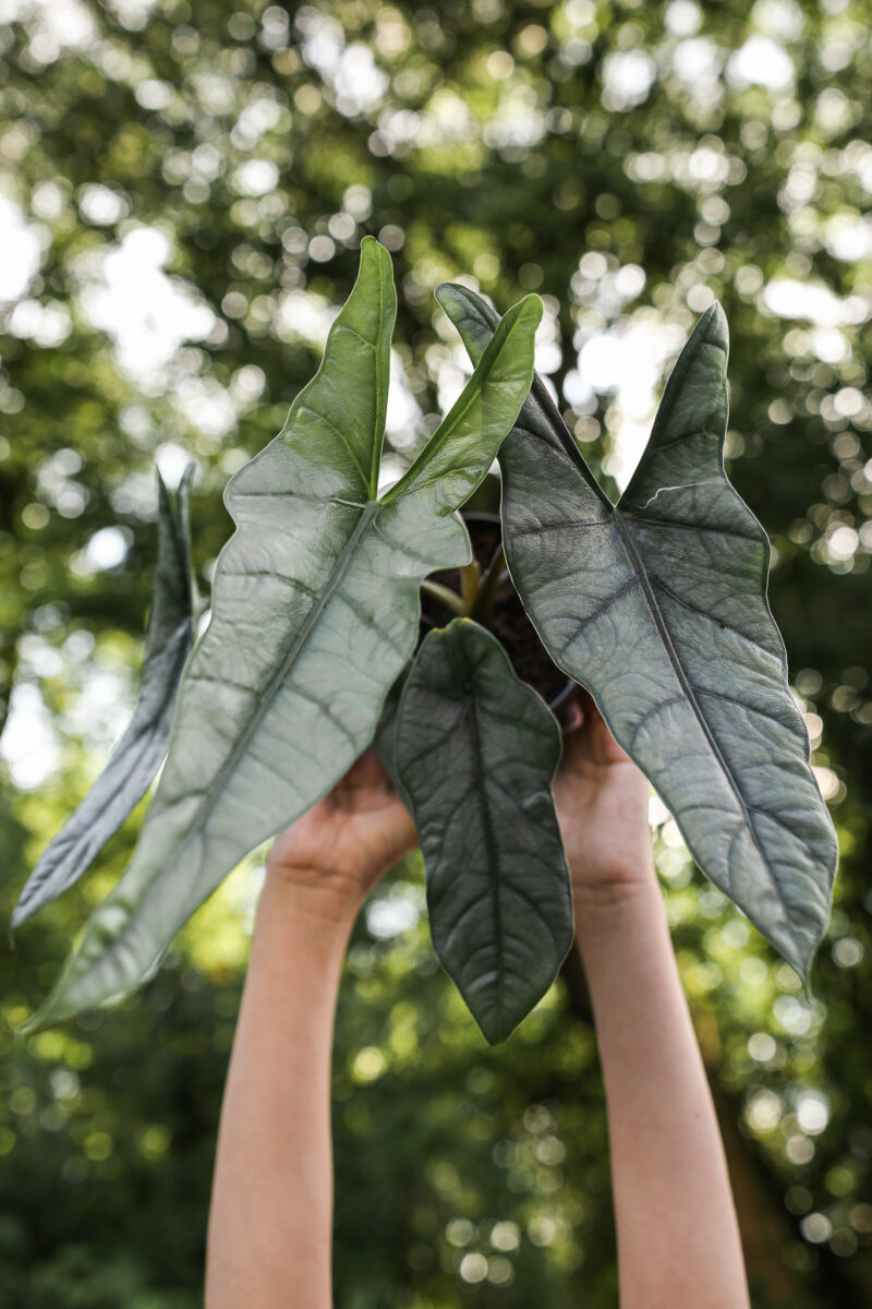 Alocasia Heterophylla Alocasia Heterophylla