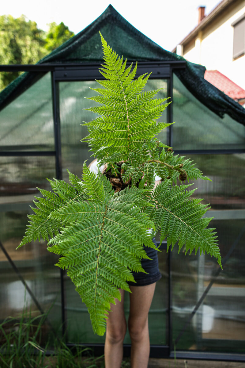 Australijska Paproć Drzewiasta (Cyathea Cooperi)
