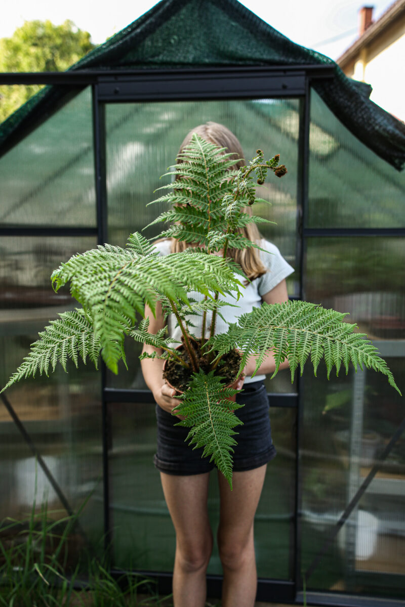 Australijska Paproć Drzewiasta (Cyathea Cooperi)