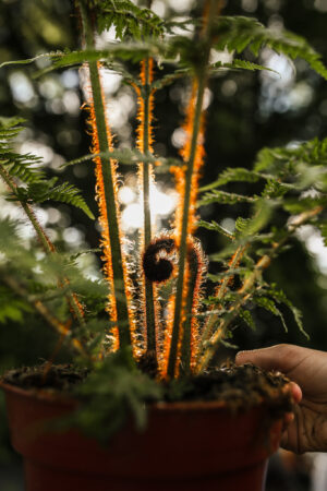 Australijska Paproć Drzewiasta (Cyathea Cooperi)