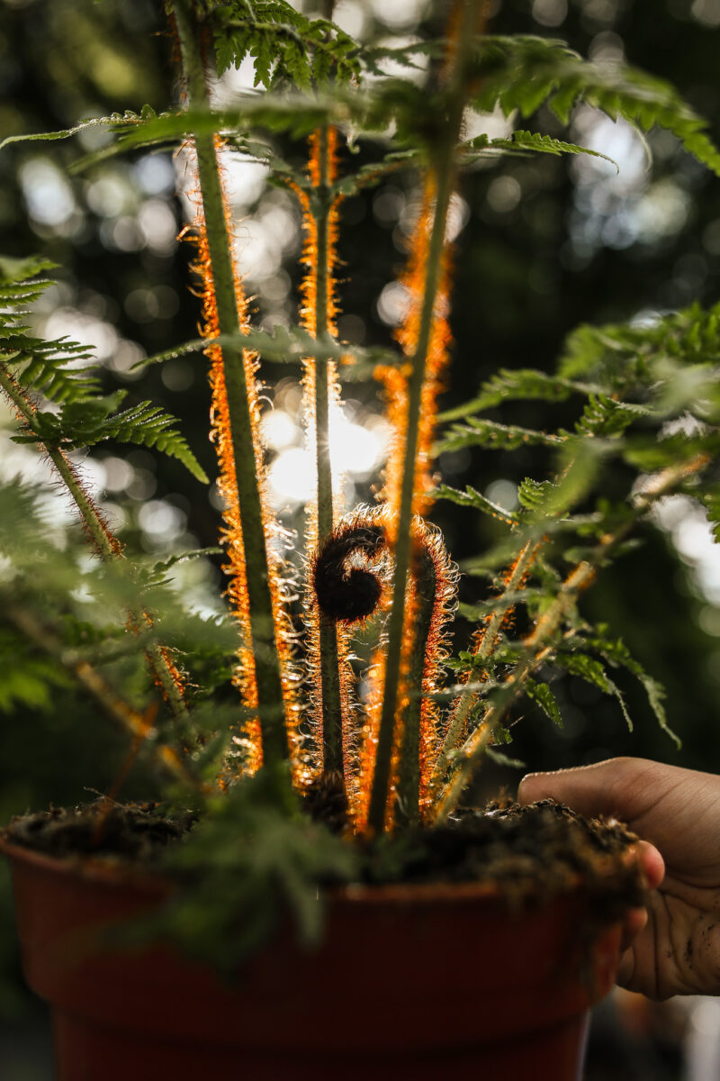 Australijska Paproć Drzewiasta (Cyathea Cooperi)