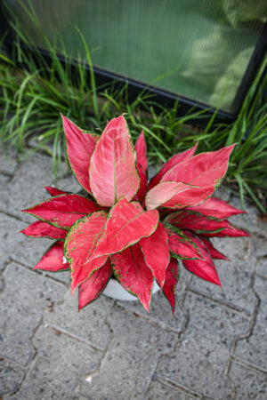 Aglaonema Cherry Baby