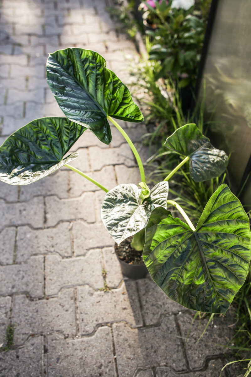 Alocasia Lukiwan