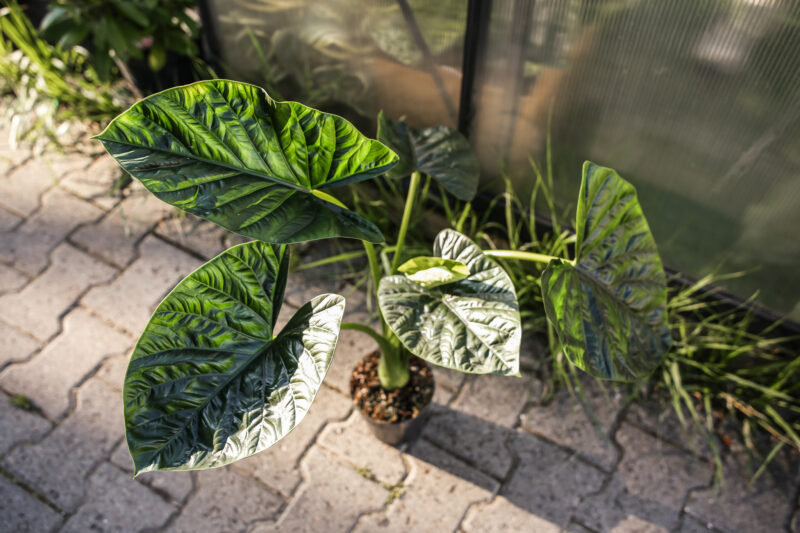 Alocasia Lukiwan