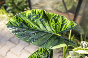 Alocasia Lukiwan