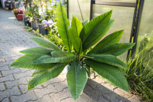 PHILODENDRON CAMPII LYNETTE