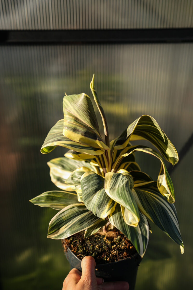 Cordyline ‘Chocolate Queen’