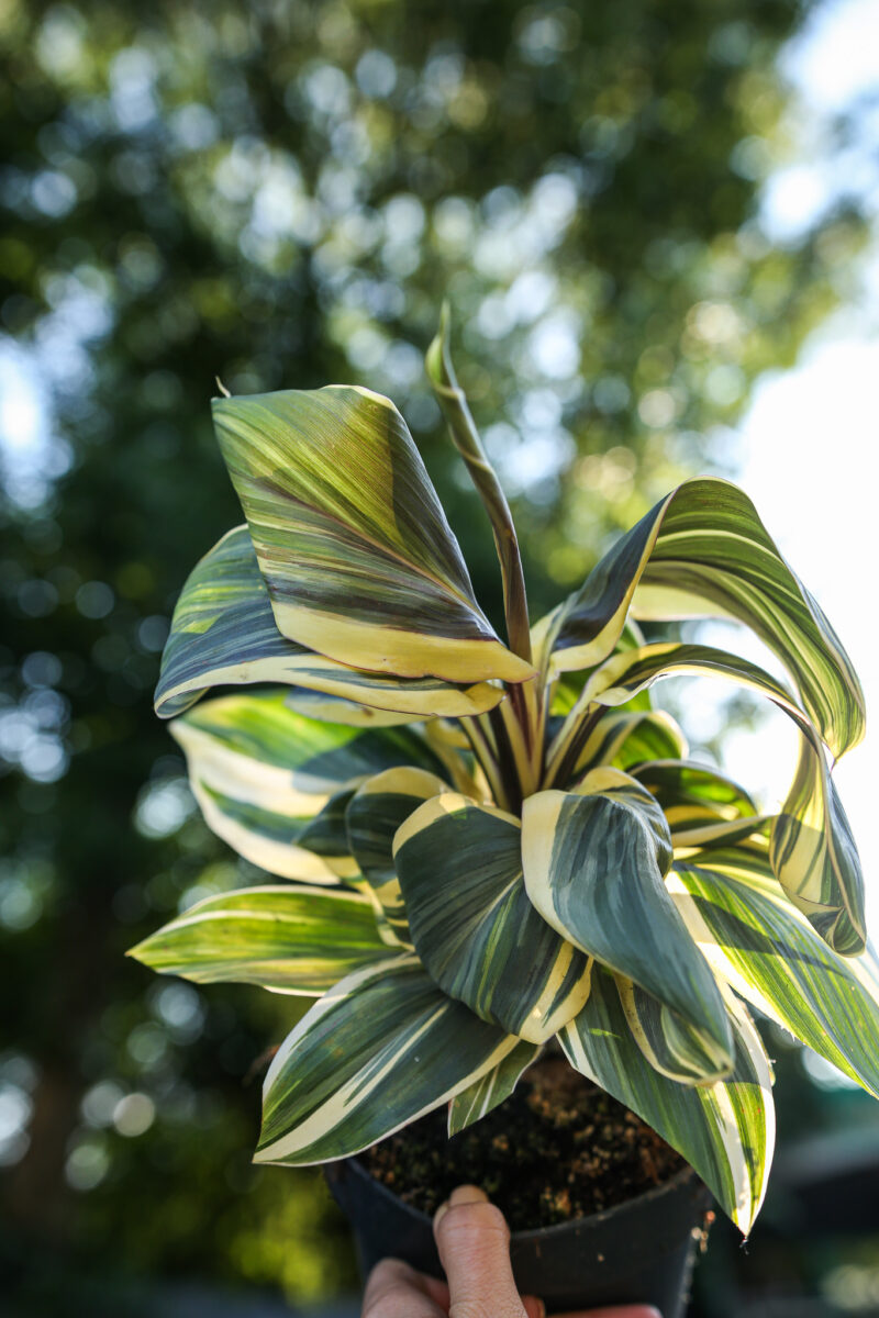 Cordyline ‘Chocolate Queen’