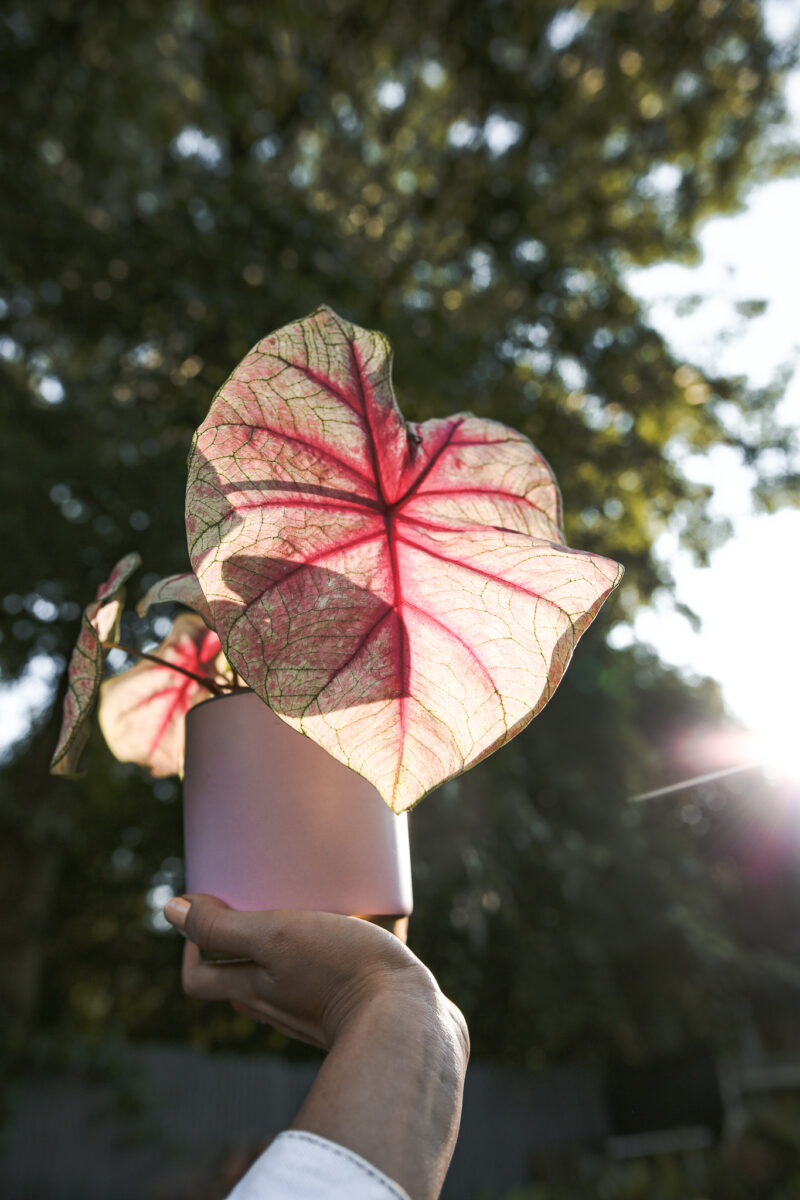 caladium white queen