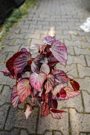 begonia two face