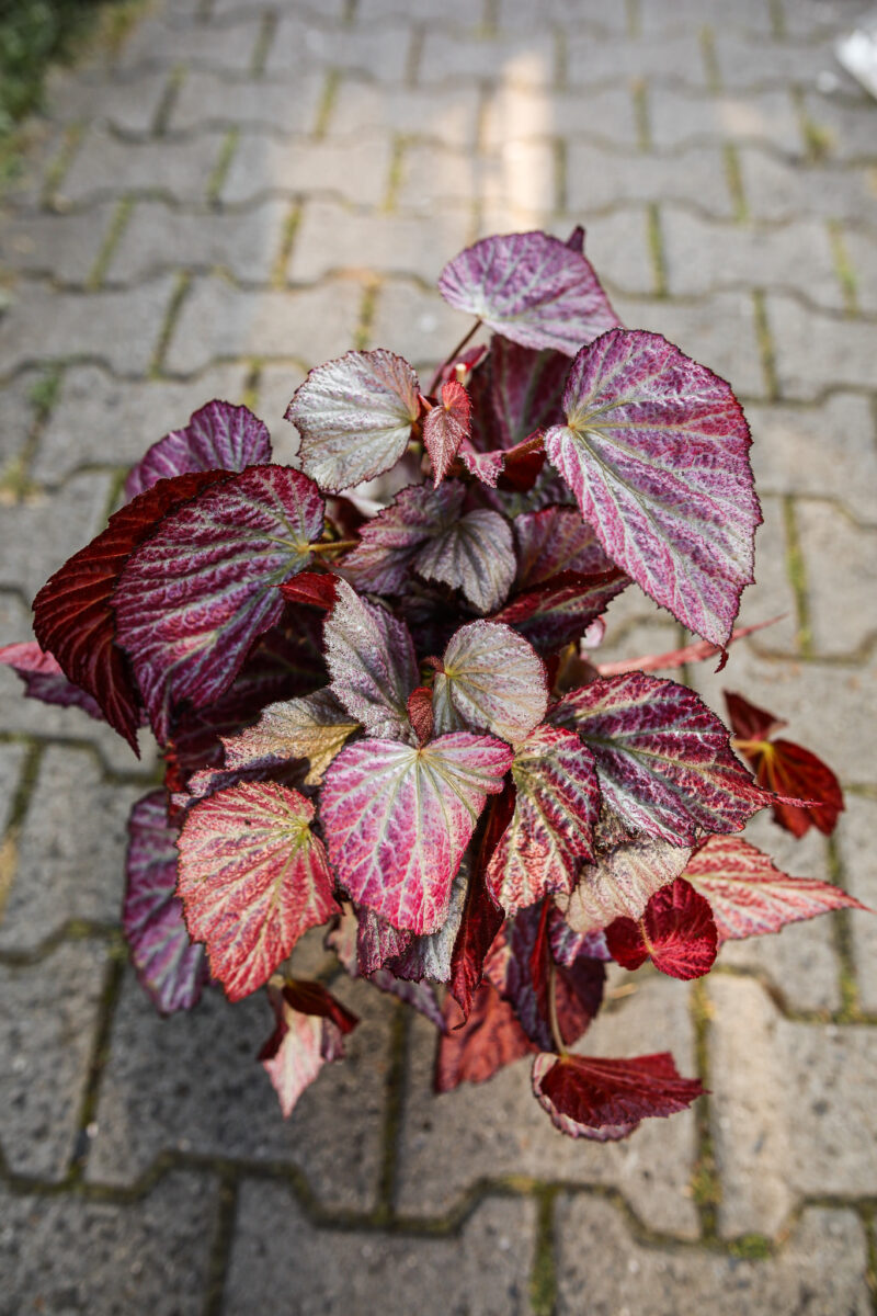 begonia two face
