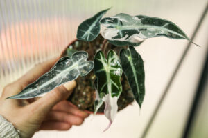 Alocasia Curly Bambino Variegata Pink